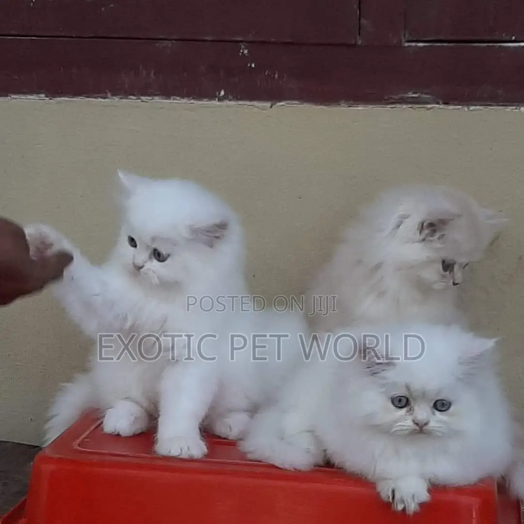 1-3 months Male Purebred Persian