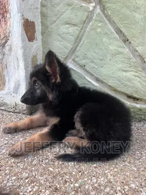 1-3 months Female Purebred German Shepherd