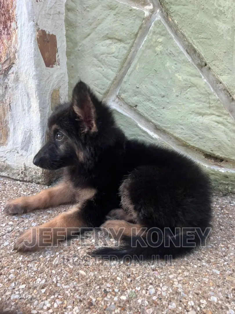 1-3 months Female Purebred German Shepherd