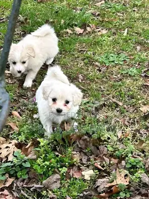 1-3 months Male Purebred Maltese