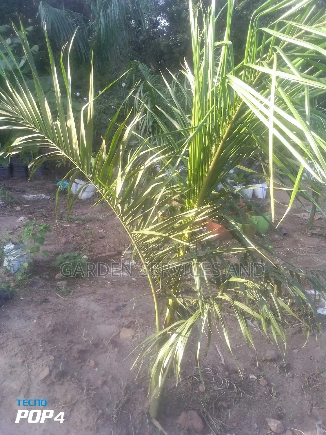 Royal Palm for Sale