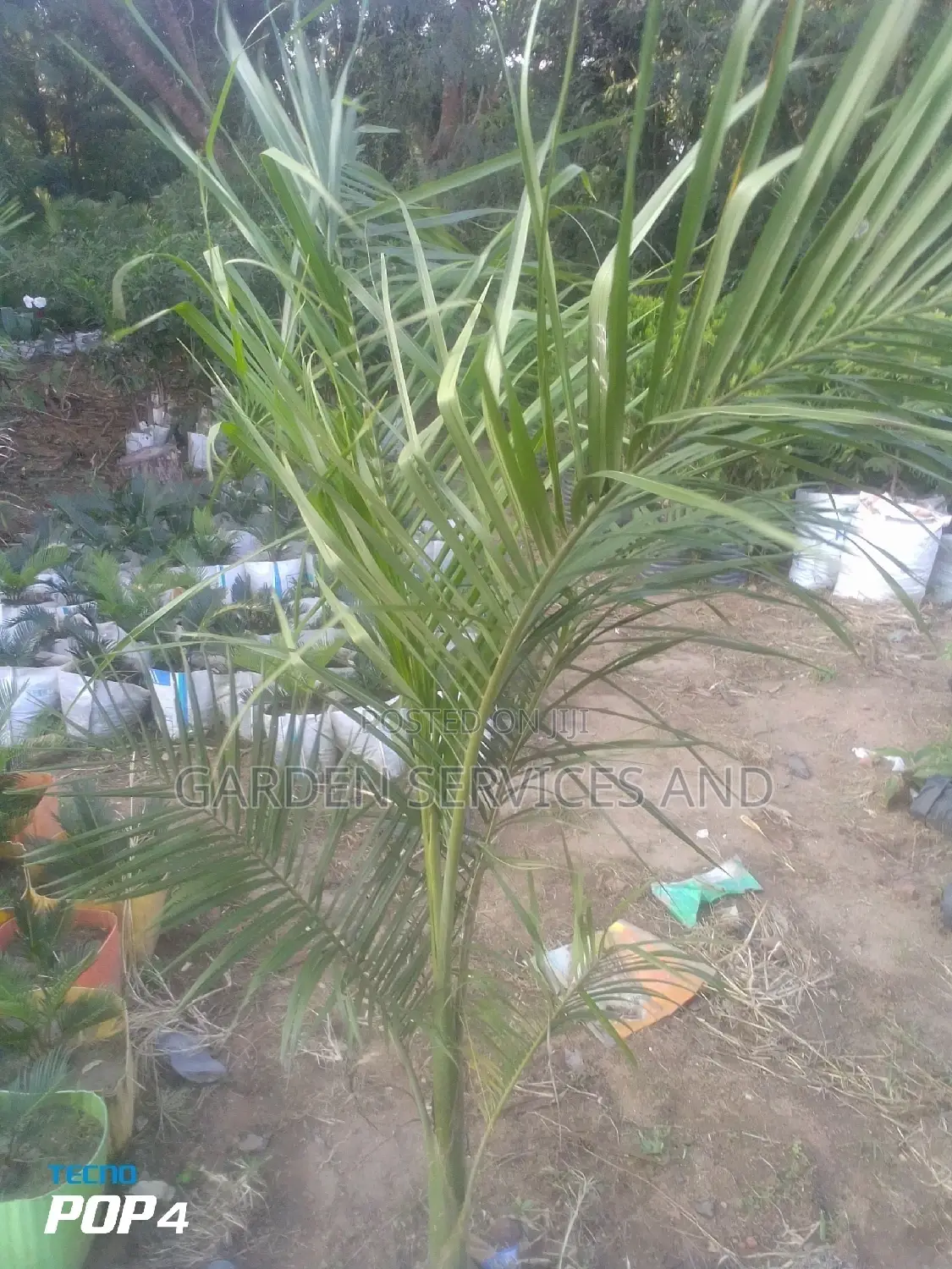 Royal Palm for Sale