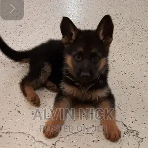 1-3 months Male Purebred German Shepherd