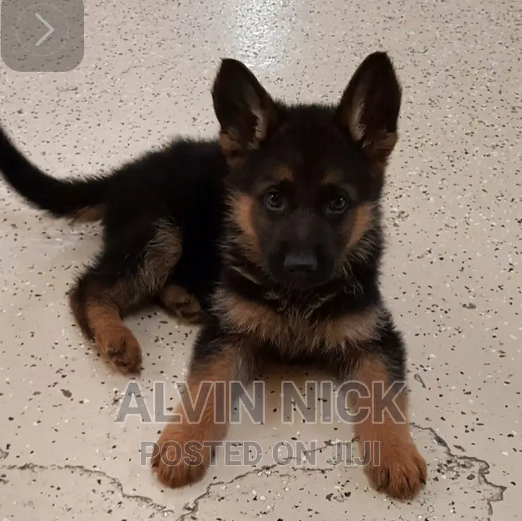 1-3 months Male Purebred German Shepherd
