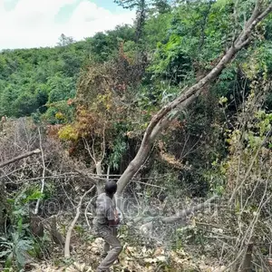 Chainsaw Operator for Tree  Cutting Services in Accra.