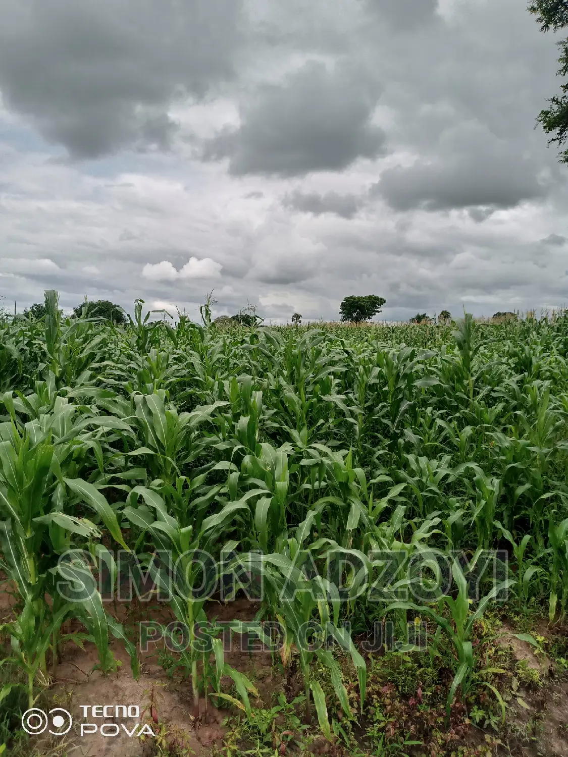 Farm Land for Sale or Login Lease