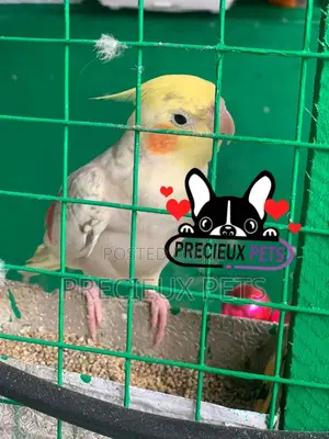 Cockatiel Parakeet