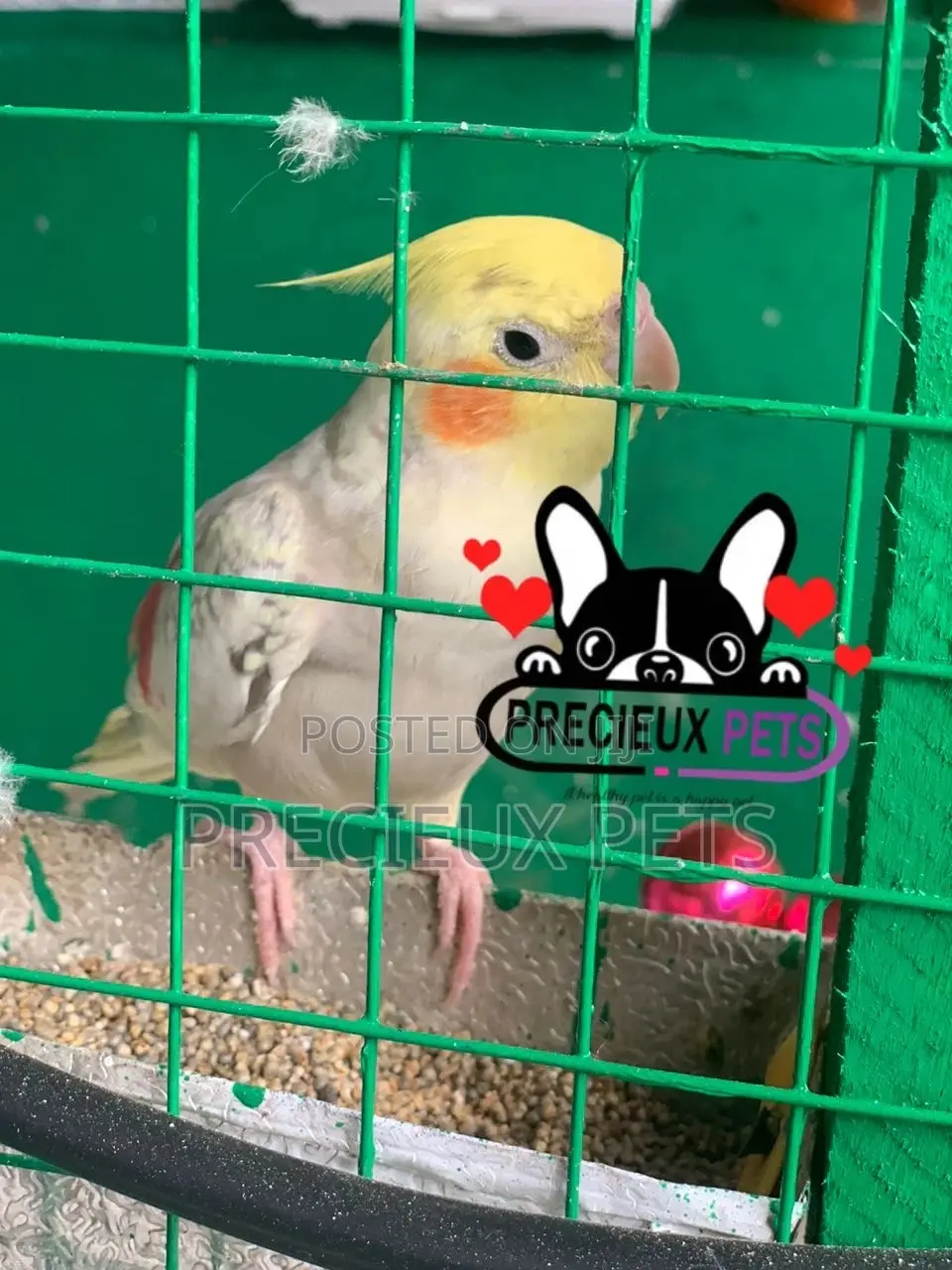 Cockatiel Parakeet