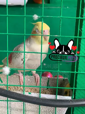 Cockatiel Parakeet