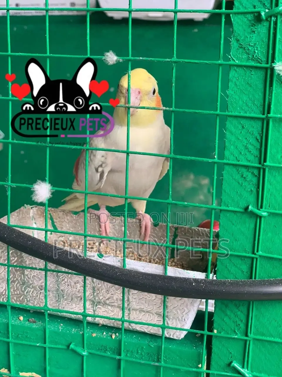 Cockatiel Parakeet