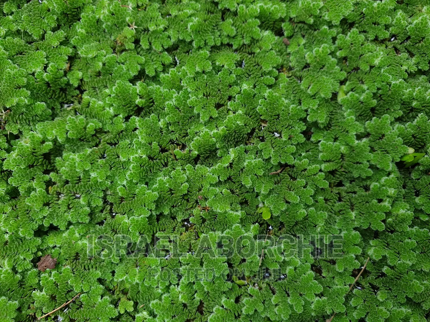 Azolla Plant Seeds