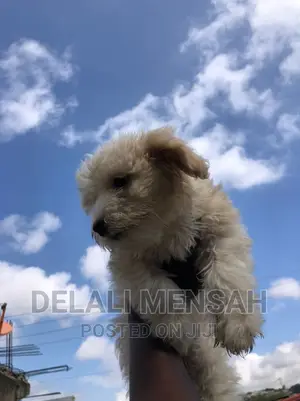 1-3 months Female Purebred Poodle