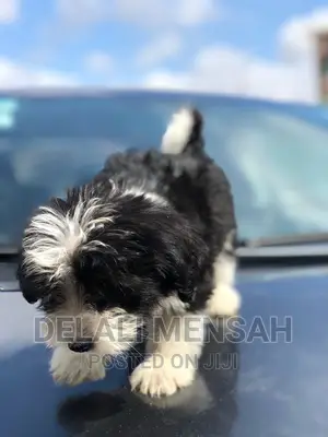 1-3 months Female Purebred Poodle