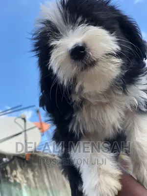 1-3 months Female Purebred Poodle