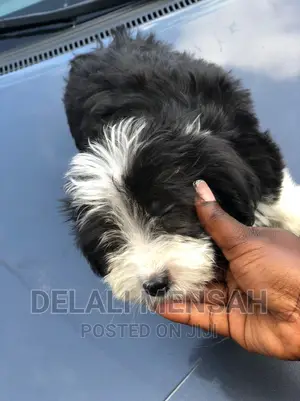 1-3 months Female Purebred Poodle