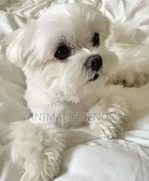 1-3 months Male Purebred Maltese
