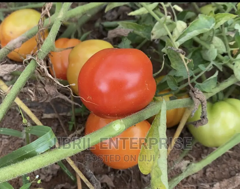 Roma Tomato, Burkina Tomato, Non Hybrid Seeds for Planting