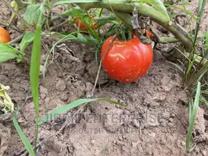 Roma Tomato, Burkina Tomato, Non Hybrid Seeds for Planting