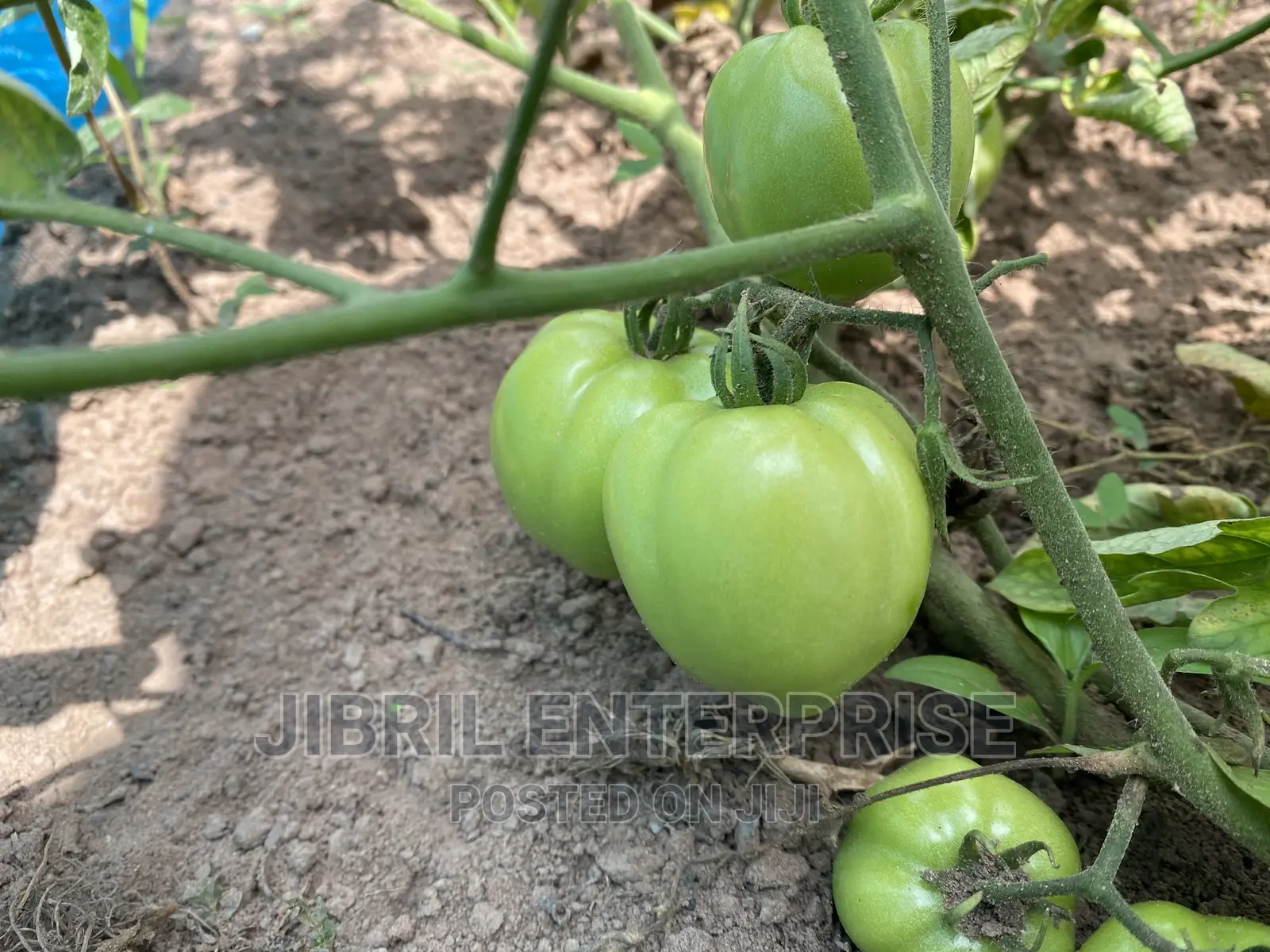 Roma Tomato, Burkina Tomato, Non Hybrid Seeds for Planting