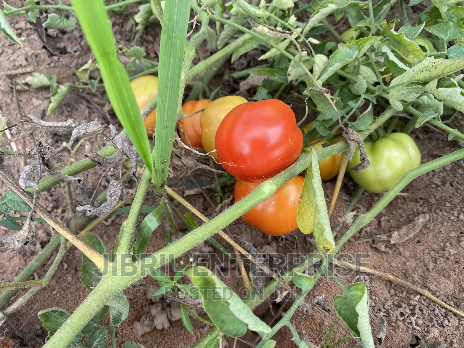 Roma Tomato, Burkina Tomato, Non Hybrid Seeds for Planting
