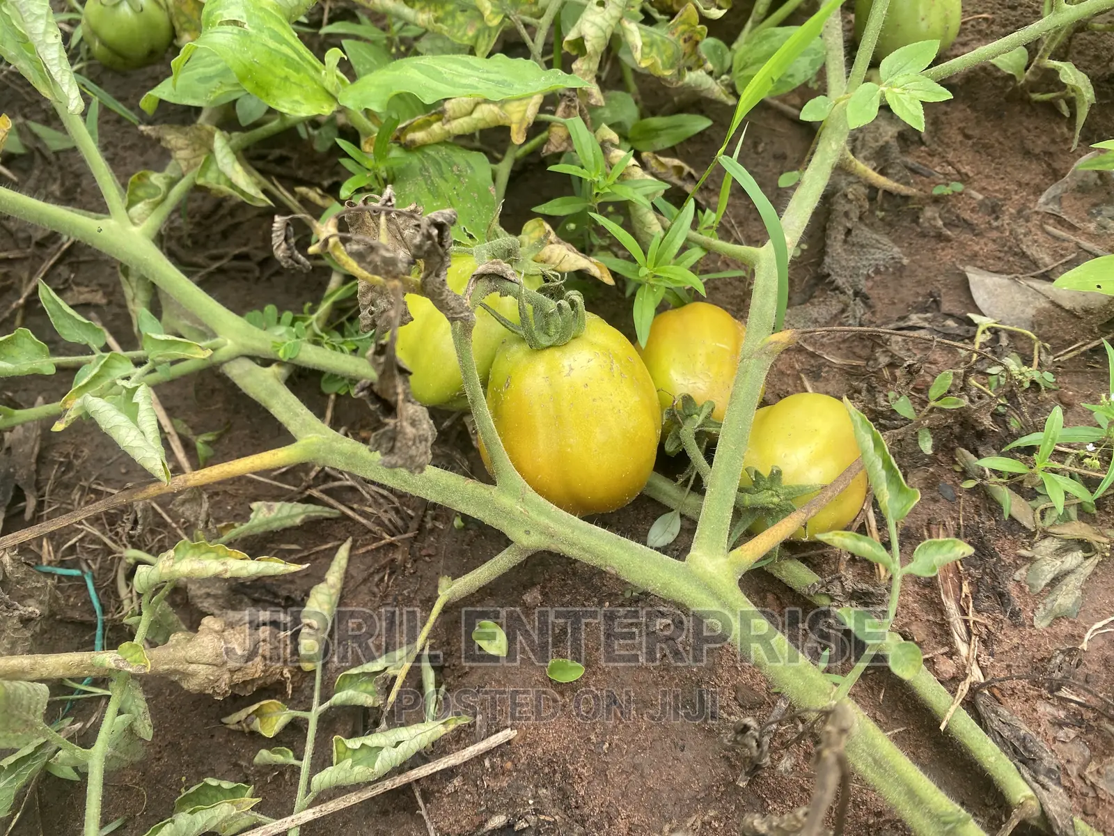 Roma Tomato, Burkina Tomato, Non Hybrid Seeds for Planting