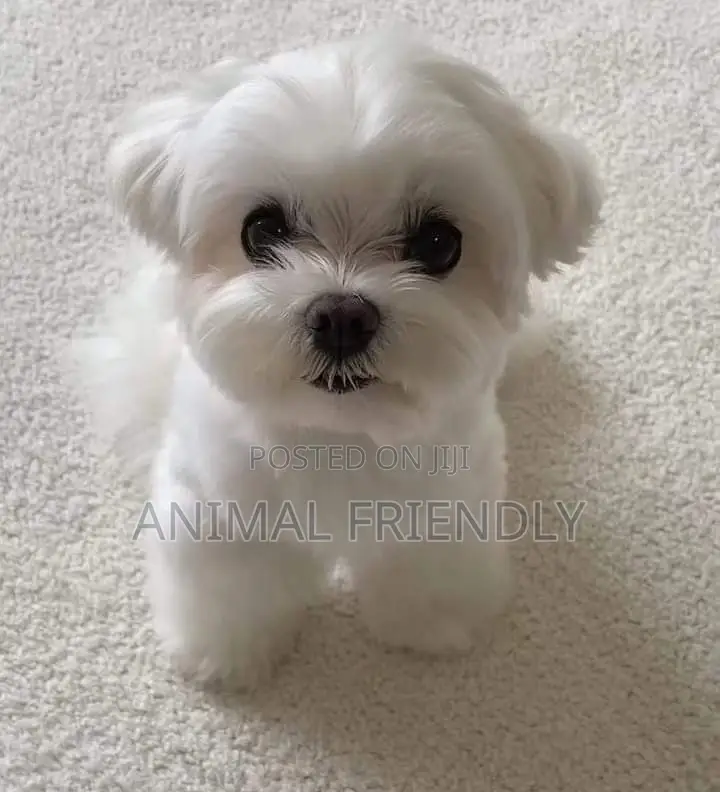 1-3 months Male Purebred Poodle