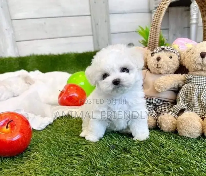 1-3 months Male Purebred Maltese