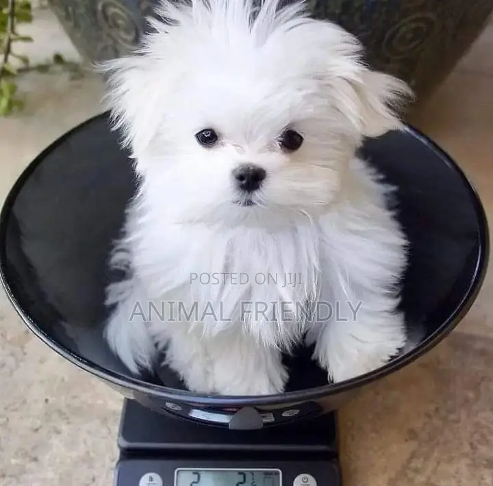 1-3 months Male Purebred Maltese