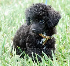 1-3 months Male Purebred Poodle