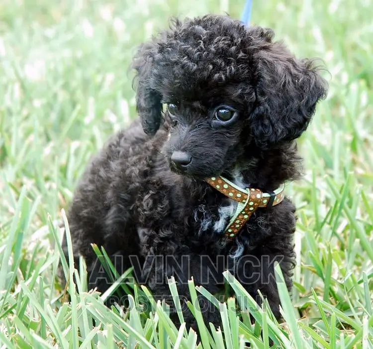 1-3 months Male Purebred Poodle