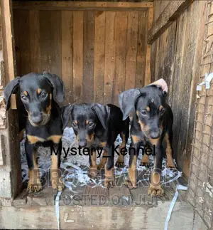 1-3 months Male Purebred Doberman Pinscher