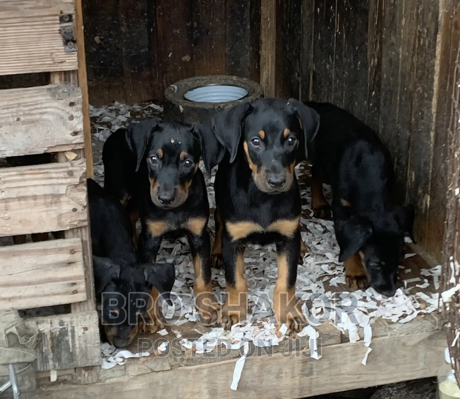 1-3 months Male Purebred Doberman Pinscher