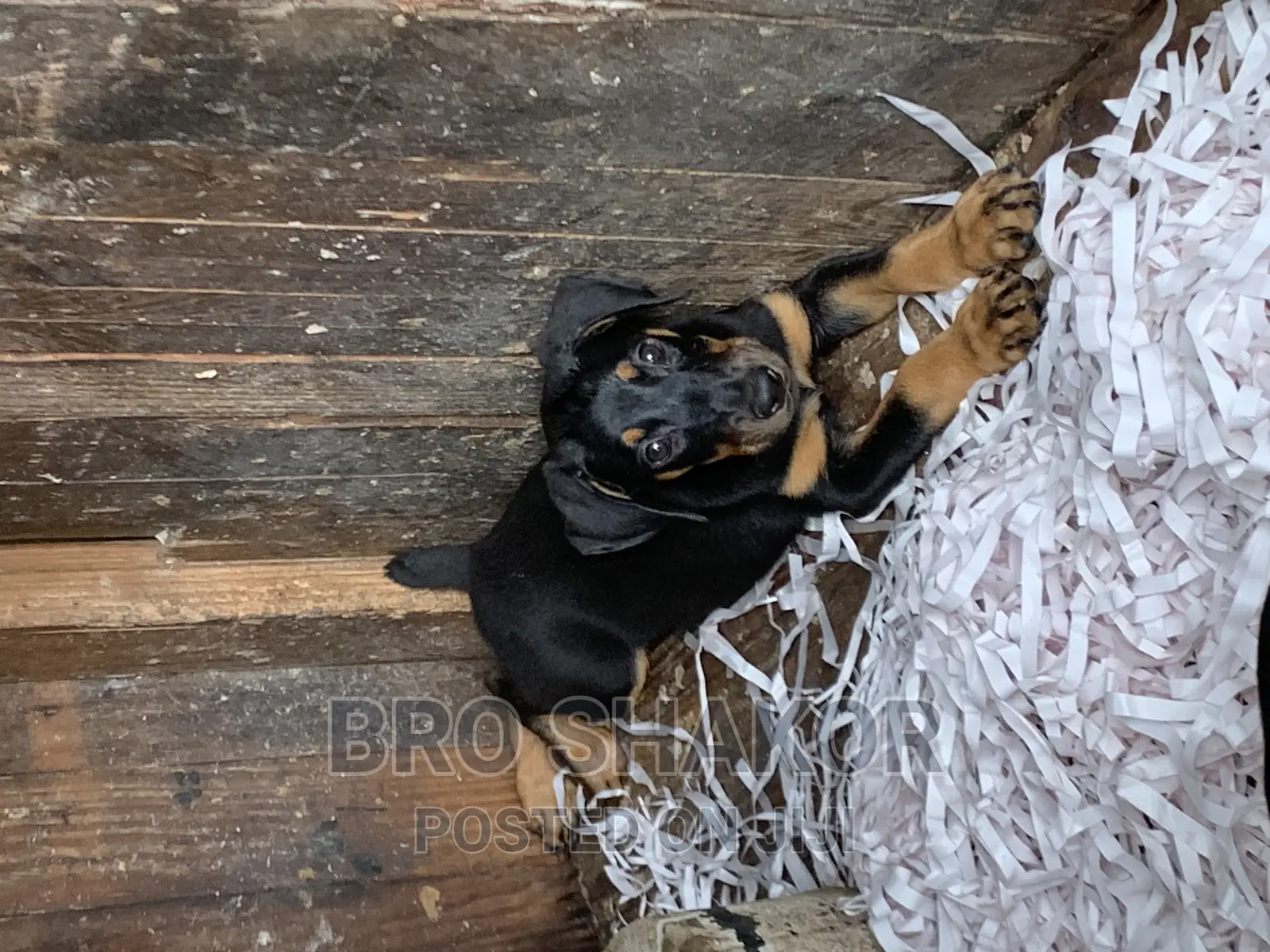 1-3 months Male Purebred Doberman Pinscher