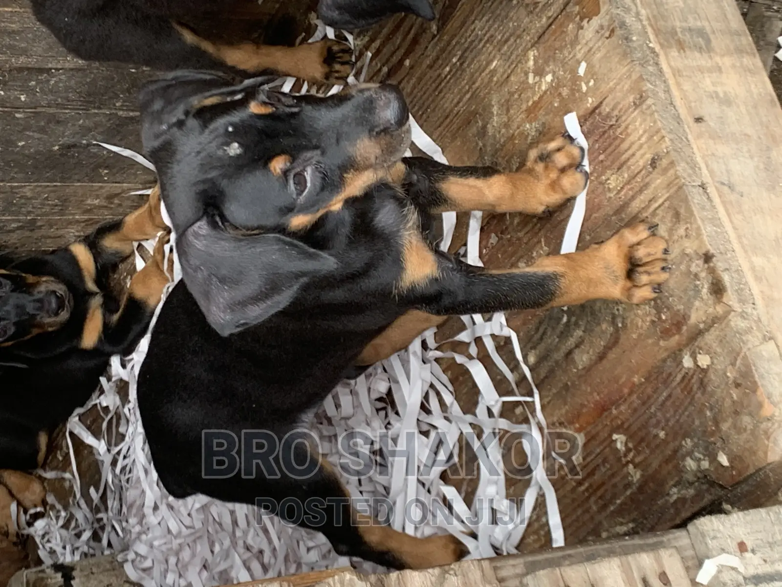 1-3 months Male Purebred Doberman Pinscher
