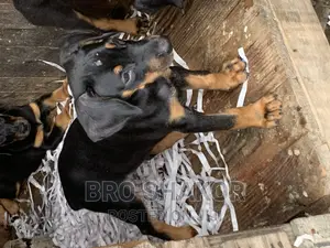 1-3 months Male Purebred Doberman Pinscher