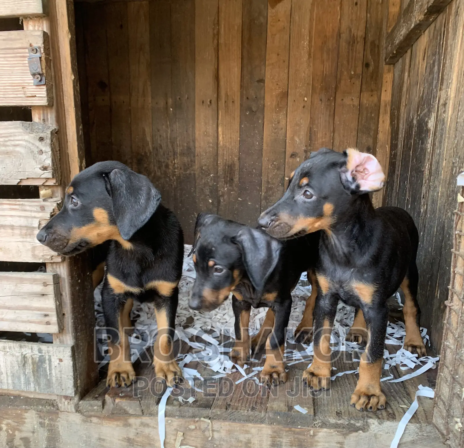 1-3 months Male Purebred Doberman Pinscher