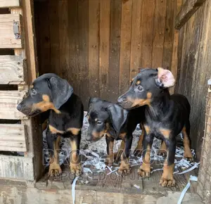 1-3 months Male Purebred Doberman Pinscher