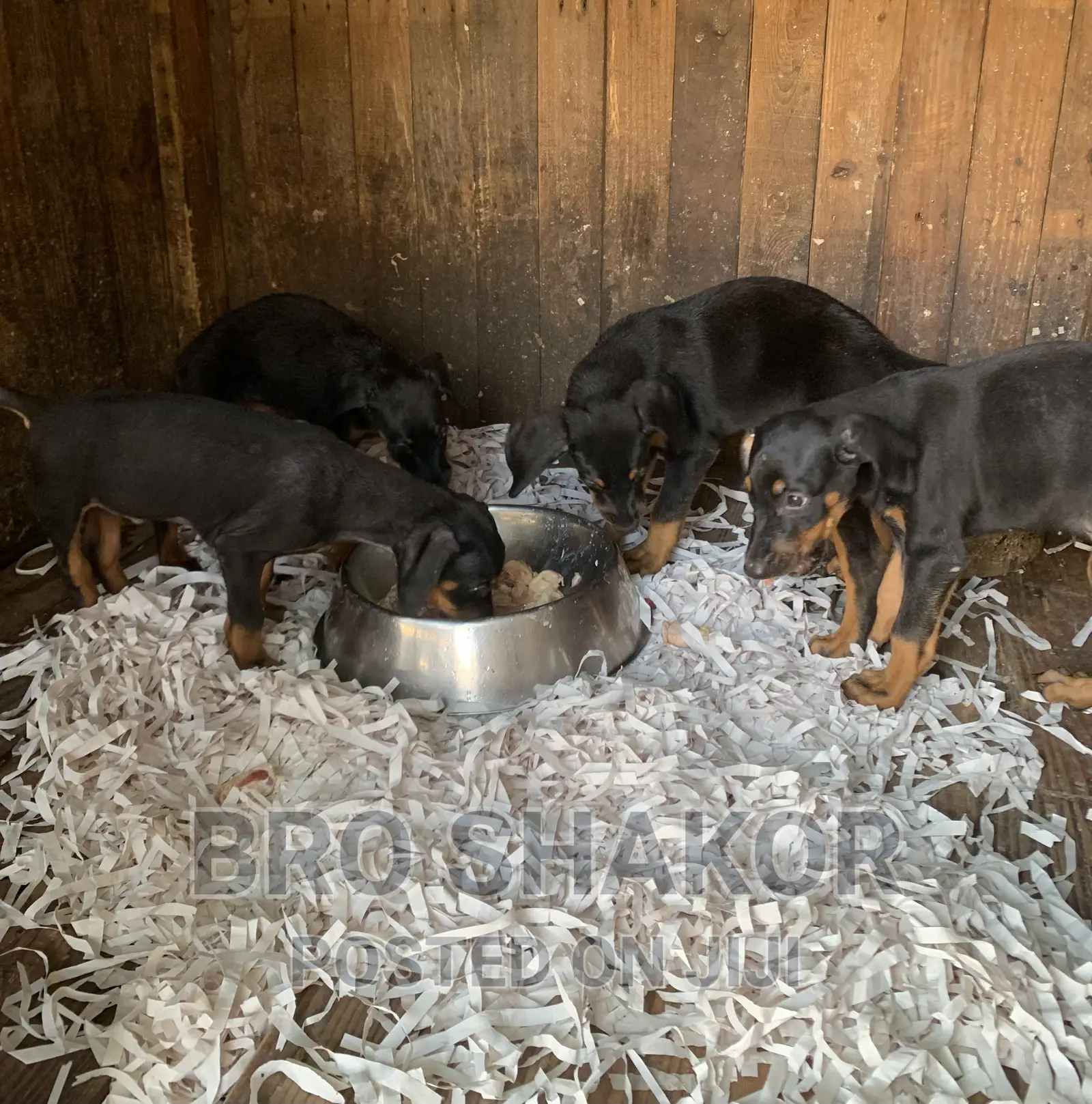 1-3 months Male Purebred Doberman Pinscher
