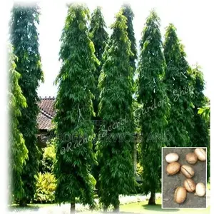 Indian Tree for Sale