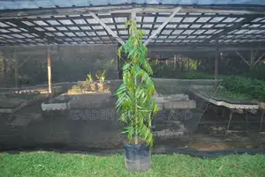 Indian Tree for Sale