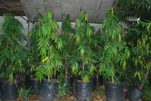 Indian Tree for Sale