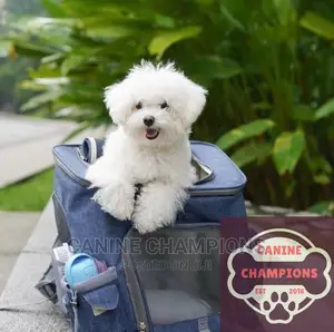 1-3 months Female Purebred Maltese