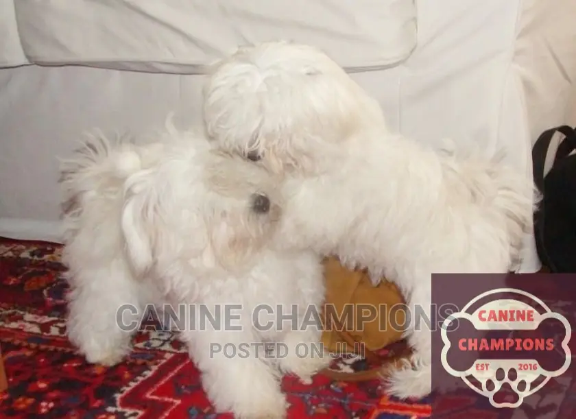 1-3 months Female Purebred Maltese