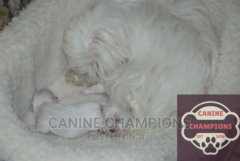 1-3 months Female Purebred Maltese