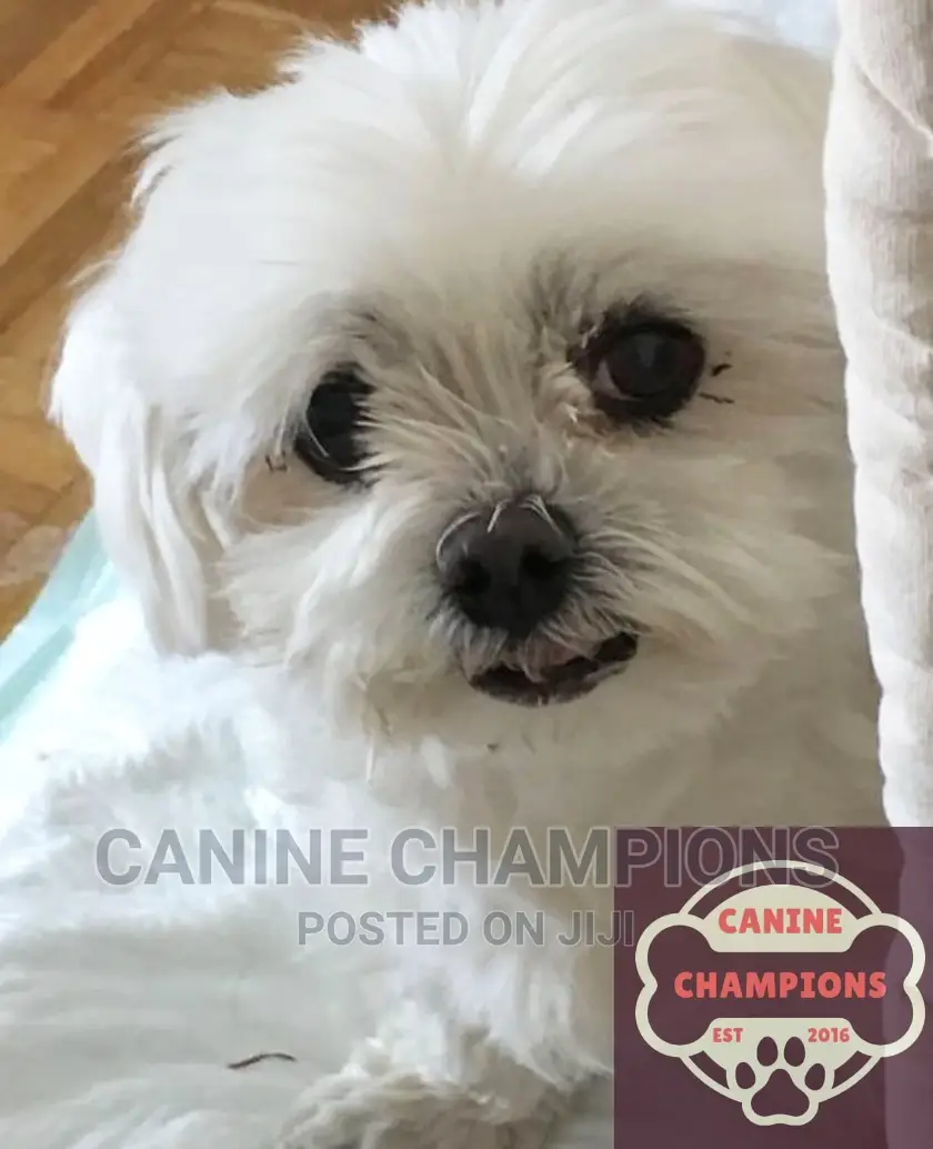 1-3 months Female Purebred Maltese