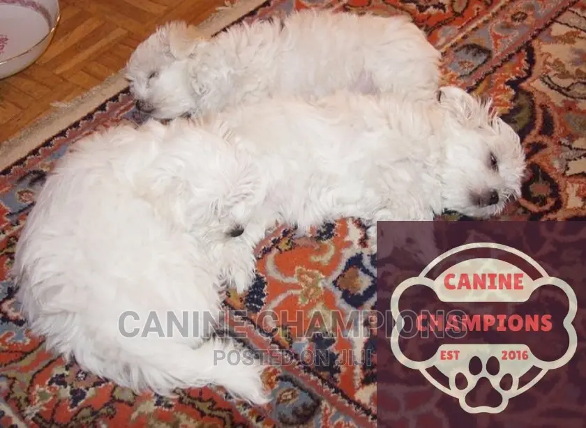 1-3 months Female Purebred Maltese