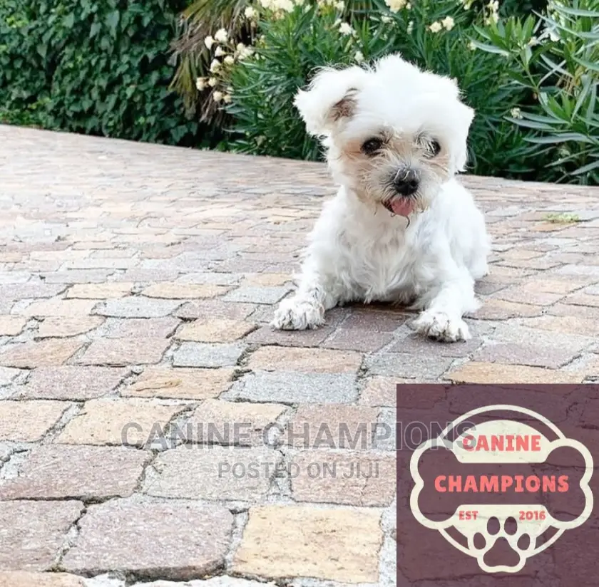 1-3 months Female Purebred Maltese