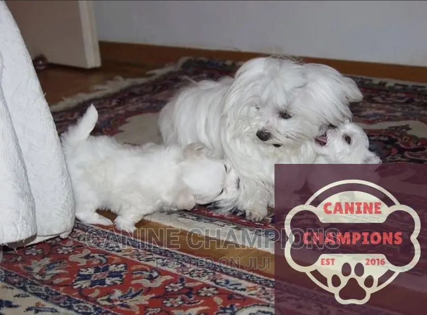 1-3 months Female Purebred Maltese
