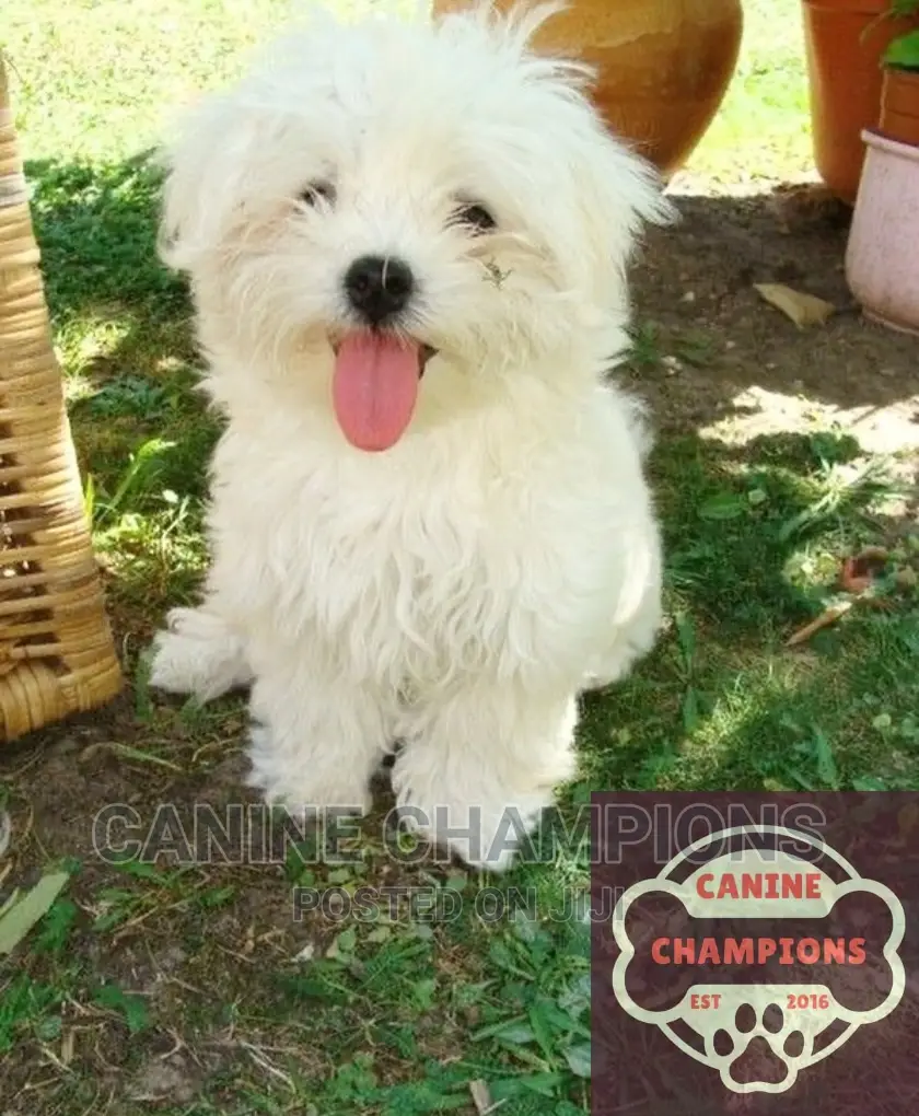 1-3 months Female Purebred Maltese