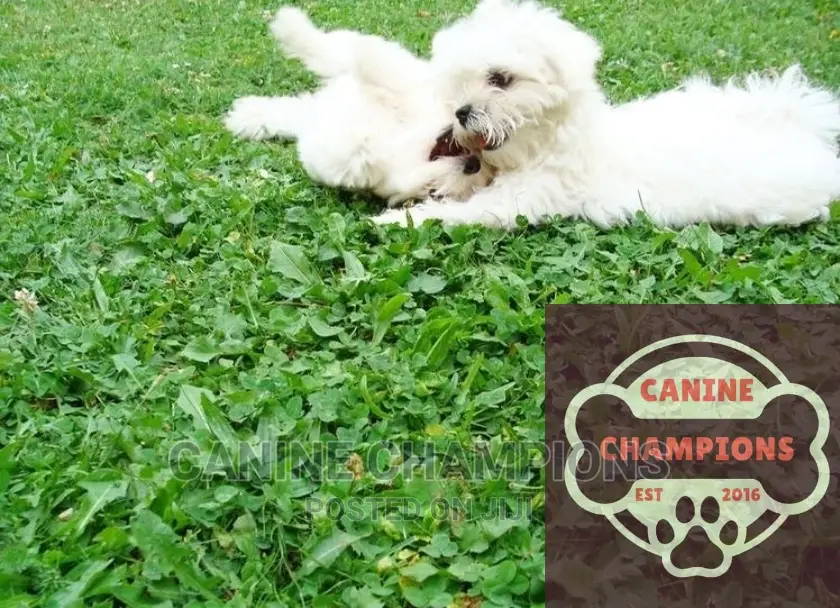 1-3 months Female Purebred Maltese